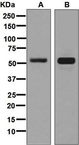 Western blot analysis on (A) U87-MG and (B) human cerebellum lysates using anti-CRMP-3 antibody.