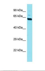 Western blot of Mouse Brain. Dpysl5 antibody dilution 1.0 ug/ml.