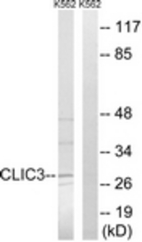 Western blot of extracts from K562 cells, using CLIC3 Antibody. The lane on the right is treated with the synthesized peptide.