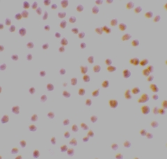 Immunocytochemical staining of MOLT4 cells using DRAK1 antibody at 2 µg/ml.