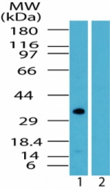 Western blot of human DRAM in mouse testis lysate in the 1) absence and 2) presence of immunizing peptide using antibody at 1 ug/ml.