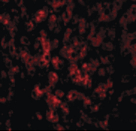 Immunofluorescence of DRAM in Human Liver cells with DRAM antibody at 20 ug/ml.