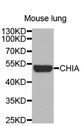 Western blot analysis of extracts of Mouse lung cell line, using CHIA antibody.