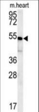 HEY2 Antibody western blot of mouse heart tissue lysates (15 ug/lane). The HEY2 antibody detected HEY2 protein (arrow).