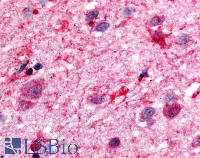 Anti-DRD1 antibody LS-A4040 IHC of human brain. Immunohistochemistry of formalin-fixed, paraffin-embedded tissue after heat-induced antigen retrieval.