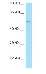 DRD1 / Dopamine Receptor D1 antibody Western Blot of 293T.
