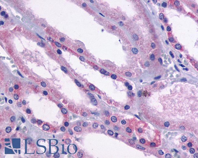 Anti-Dopamine Receptor D1 / DRD1 antibody IHC of human kidney, tubules. Immunohistochemistry of formalin-fixed, paraffin-embedded tissue after heat-induced antigen retrieval. Antibody LS-A43 dilution 8 ug/ml.