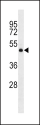 DRD2 Antibody western blot of mouse NIH-3T3 cell line lysates (35 ug/lane). The DRD2 antibody detected the DRD2 protein (arrow).
