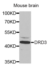 Western blot analysis of extracts of Mouse brain tissue, using DRD3 antibody.