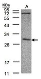 Sample (30 ug of whole cell lysate). A: HeLa S3. 12% SDS PAGE. CLIC3 antibody diluted at 1:500