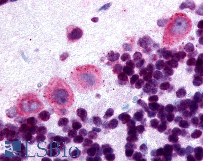 Anti-DRD5 / Dopamine Receptor D5 antibody LS-A1408 IHC of human brain, cerebellum. Immunohistochemistry of formalin-fixed, paraffin-embedded tissue after heat-induced antigen retrieval.