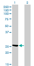 Western blot of CLIC3 expression in transfected 293T cell line by CLIC3 monoclonal antibody (M02), clone 3F8.