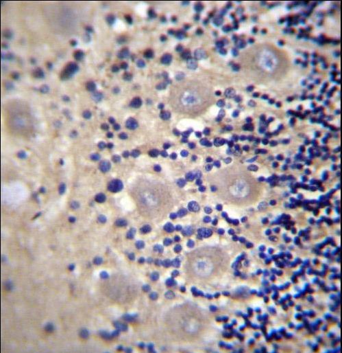 DRG1 Antibody immunohistochemistry of formalin-fixed and paraffin-embedded human cerebellum tissue followed by peroxidase-conjugated secondary antibody and DAB staining.