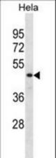 DRG1 Antibody western blot of HeLa cell line lysates (35 ug/lane). The DRG1 antibody detected the DRG1 protein (arrow).