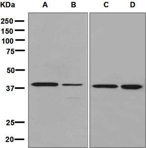 Western blot analysis on (A) K562, (B) HeLa, (C) 293T, and (D) Caco-2 cell lysates using anti-DRG1 antibody.