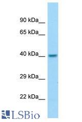 DRG2 antibody Western Blot of Fetal Kidney. Antibody dilution: 1 ug/ml.
