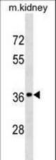 DRG2 Antibody western blot of mouse kidney tissue lysates (35 ug/lane). The DRG2 antibody detected the DRG2 protein (arrow).