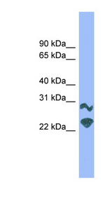 DRGX antibody LS-C116149 Western blot of Mouse Muscle lysate.
