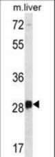 DRGX Antibody western blot of mouse liver tissue lysates (35 ug/lane). The DRGX antibody detected the DRGX protein (arrow).