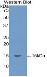 Western blot of recombinant DROSHA.
