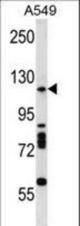 Mouse RNASEN Antibody western blot of A549 cell line lysates (35 ug/lane). The RNASEN antibody detected the RNASEN protein (arrow).