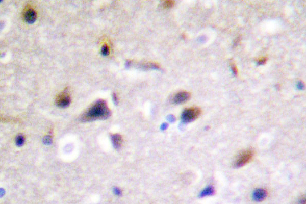 IHC of DRP-2 (P510) pAb in paraffin-embedded human brain tissue.