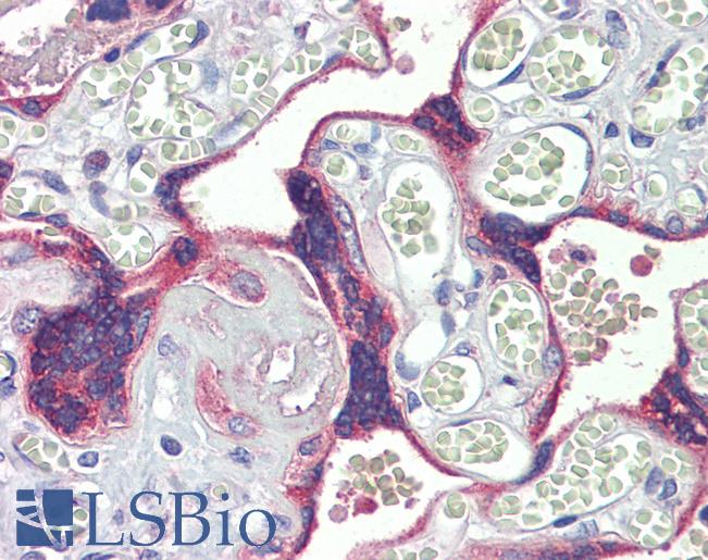 Anti-DSC3 / Desmocollin 3 antibody IHC staining of human placenta. Immunohistochemistry of formalin-fixed, paraffin-embedded tissue after heat-induced antigen retrieval.
