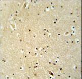 NGRN antibody immunohistochemistry of formalin-fixed and paraffin-embedded human brain tissue followed by peroxidase-conjugated secondary antibody and DAB staining.