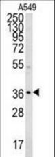 NGRN Antibody western blot of A549 cell line lysates (35 ug/lane). The OR52D1 antibody detected the NGRN protein (arrow).