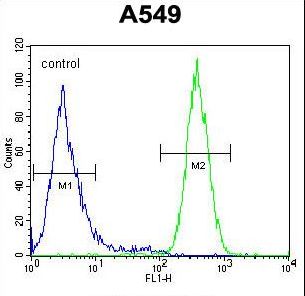 NGRN Antibody flow cytometry of A549 cells (right histogram) compared to a negative control cell (left histogram). FITC-conjugated goat-anti-rabbit secondary antibodies were used for the analysis.