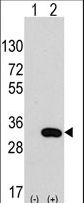 Western blot of CLIC4 (arrow) using rabbit polyclonal CLIC4 Antibody. 293 cell lysates (2 ug/lane) either nontransfected (Lane 1) or transiently transfected with the CLIC4 gene (Lane 2) (Origene Technologies).