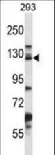 DSG2 Antibody western blot of 293 cell line lysates (35 ug/lane). The DSG2 antibody detected the DSG2 protein (arrow).
