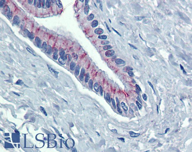 Anti-DSG2 antibody IHC of human pancreas. Immunohistochemistry of formalin-fixed, paraffin-embedded tissue after heat-induced antigen retrieval. Antibody LS-B3991 concentration 5 ug/ml.