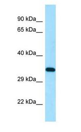 DSN1 antibody Western Blot of HepG2.
