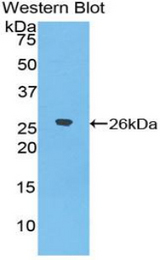 Western blot of recombinant DSPG3 / Epiphycan.