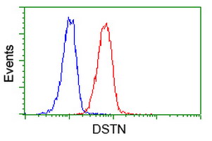 Flow cytometry of Jurkat cells, using anti-DSTN antibody (Red), compared to a nonspecific negative control antibody (Blue).