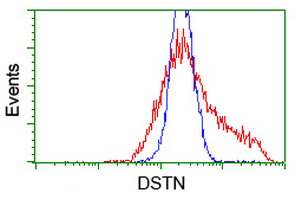HEK293T cells transfected with either overexpress plasmid (Red) or empty vector control plasmid (Blue) were immunostained by anti-DSTN antibody, and then analyzed by flow cytometry.