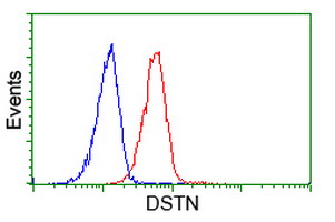 Flow cytometry of HeLa cells, using anti-DSTN antibody (Red), compared to a nonspecific negative control antibody (Blue).
