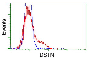 HEK293T cells transfected with either overexpress plasmid (Red) or empty vector control plasmid (Blue) were immunostained by anti-DSTN antibody, and then analyzed by flow cytometry.