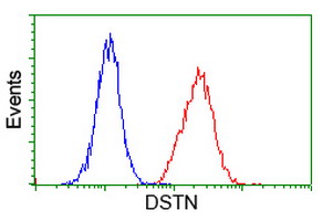 Flow cytometry of Jurkat cells, using anti-DSTN antibody (Red), compared to a nonspecific negative control antibody (Blue).