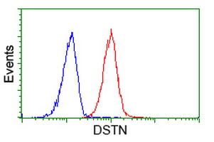 Flow cytometry of HeLa cells, using anti-DSTN antibody (Red), compared to a nonspecific negative control antibody (Blue).