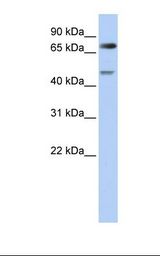 721_B cell lysate. Antibody concentration: 1.0 ug/ml. Gel concentration: 12%.