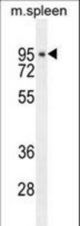 DTL Antibody western blot of mouse spleen tissue lysates (35 ug/lane). The DTL antibody detected the DTL protein (arrow).