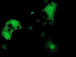 Anti-DTNA mouse monoclonal antibody immunofluorescent staining of COS7 cells transiently transfected by pCMV6-ENTRY DTNA.