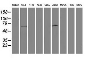 Western blot of extracts (35ug) from 9 different cell lines by using anti-DTNA monoclonal antibody.