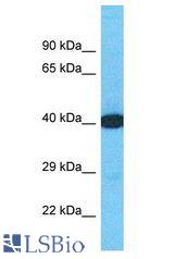 DTNA / Dystrobrevin Alpha antibody Western Blot of U937. Antibody dilution: 1 ug/ml.