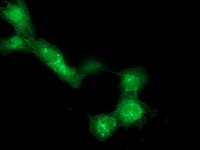 Anti-DTNA mouse monoclonal antibody immunofluorescent staining of COS7 cells transiently transfected by pCMV6-ENTRY DTNA.