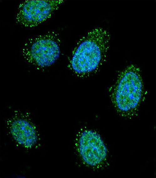 Confocal immunofluorescent of DTNA Antibody with 293 cell followed by Alexa Fluor 488-conjugated goat anti-rabbit lgG (green). DAPI was used to stain the cell nuclear (blue).