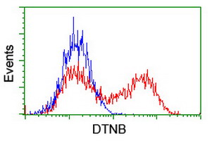 HEK293T cells transfected with either overexpress plasmid (Red) or empty vector control plasmid (Blue) were immunostained by anti-DTNB antibody, and then analyzed by flow cytometry.