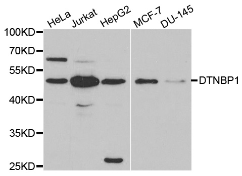 Western blot analysis of extracts of various cell lines, using DTNBP1 antibody.